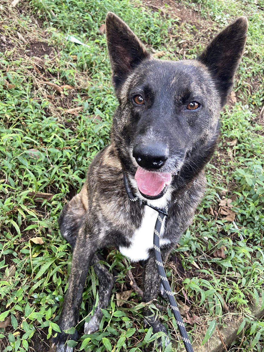 refugiolavoz's tweet photo. Hemos estado un poco ausentes por aquí porque ha sido un mes muy ocupado en el refugio.🐾
Ahora mismo tenemos a un perrito lastimado que requiere atención, pero no queríamos dejar pasar más tiempo sin escribir.
Les dejamos una foto de Lobo para que vean lo recuperado que está. https://t.co/n0r1vlkquf