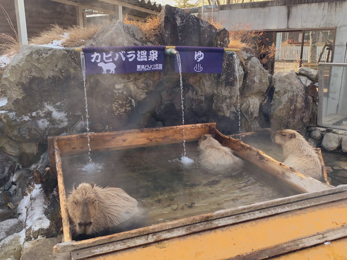Ryo_Katarai's tweet photo. 俺も温泉に入りたいよー https://t.co/HjDIThjHvc