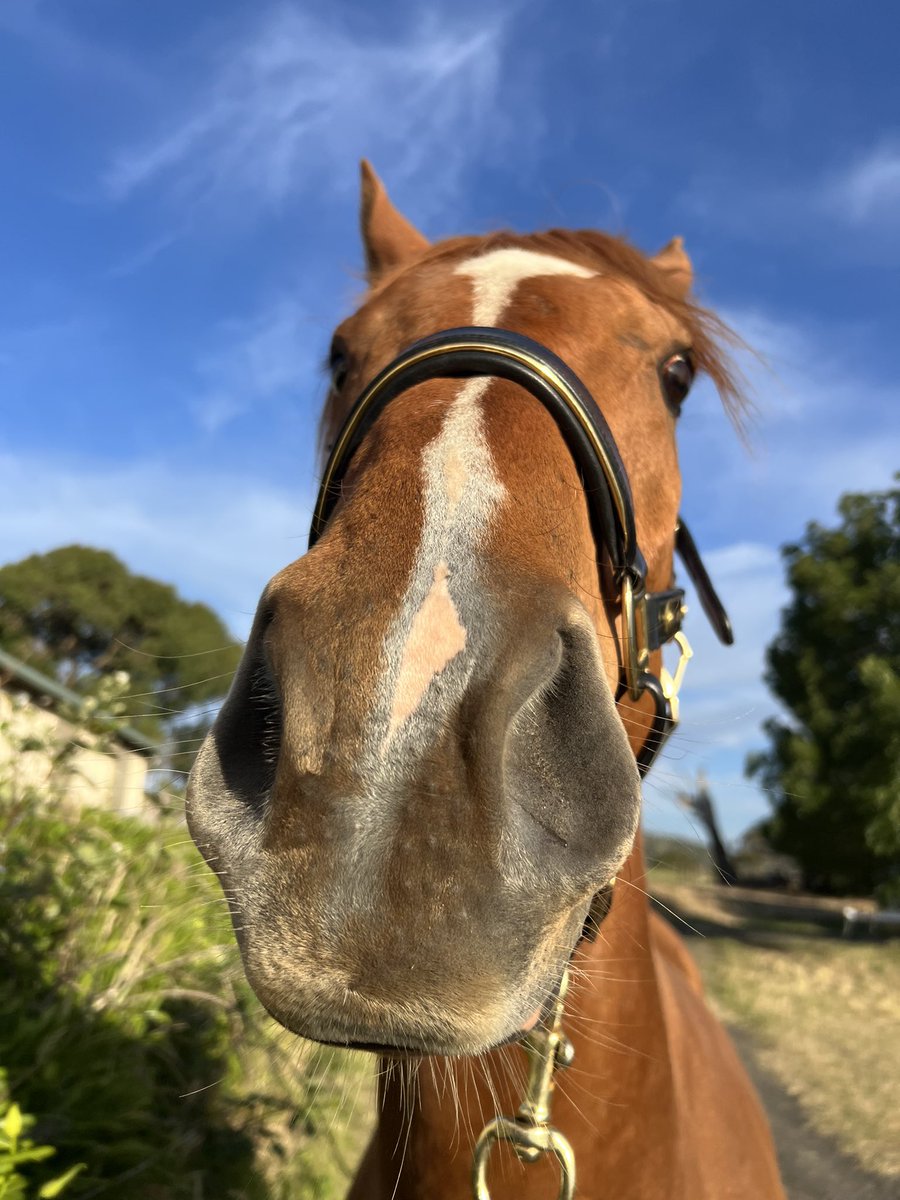 lunarandsunny's tweet image. EVERYONE. IT IS NATIONAL HORSE DAY (DECEMBER 13TH). Celebrate