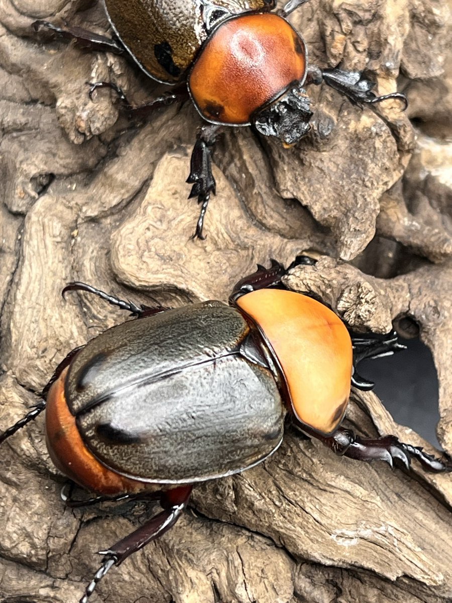 かっつん (@uq4yufhZFyiqsxY) / Posts / X