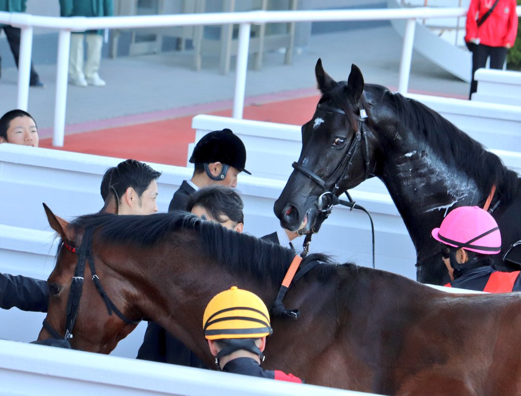 しろまる (@shiro1maru) / Posts / X