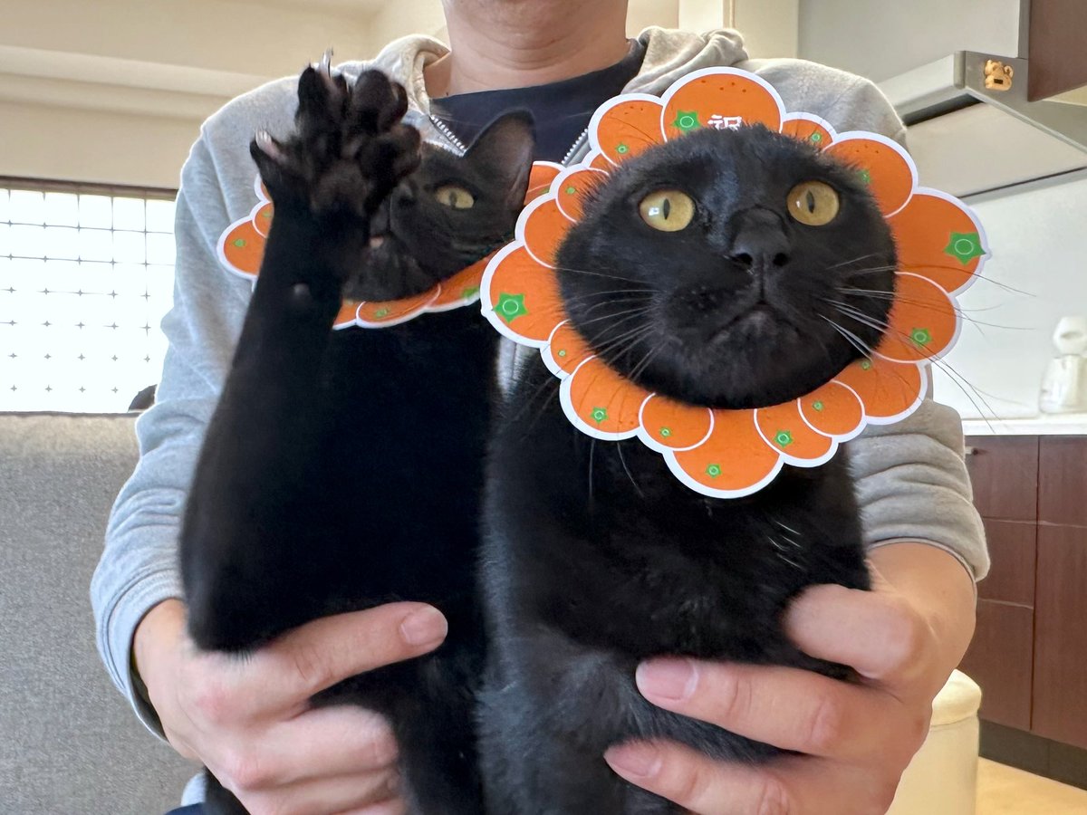 梅子の部屋 (@umeko9625yamato) / Posts / X