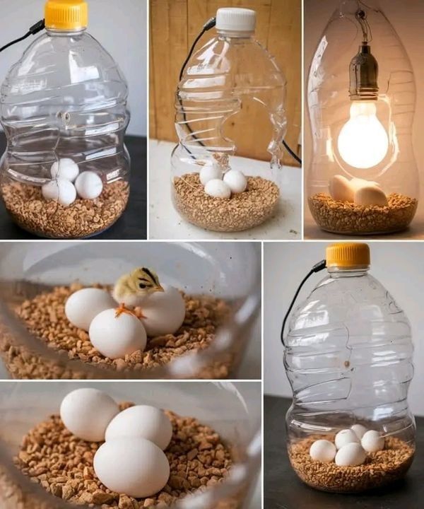 LOW-COST EGG INCUBATION TECHNOLOGY FOR SMALLHOLDER POULTRY FARMING

Low-cost egg incubation technology is an innovative approach that supports smallholder poultry farmers with limited resources. The use of locally available materials, such as plastic containers, bulbs, and simple