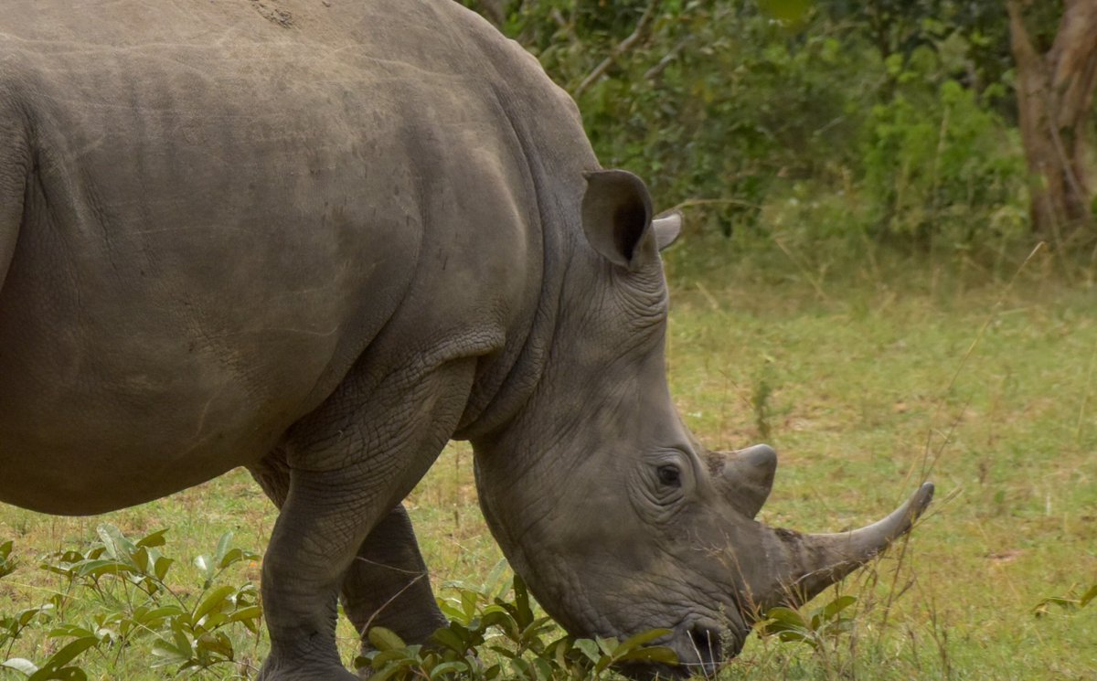 ugwildlife's tweet photo. Uganda’s Rhino Conservation Efforts Spotlighted through Roosevelt Rhino Campaign Announcement. 👇(full story) 
https://t.co/N2C0ak1Gks https://t.co/mLfTJnm2FC