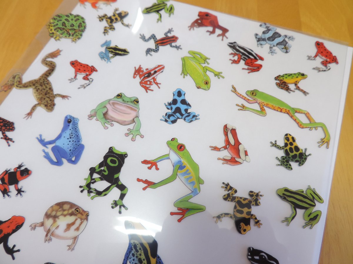 世界のカエル・クリアファイル 発売しました！ ヤドクガエルや、その他