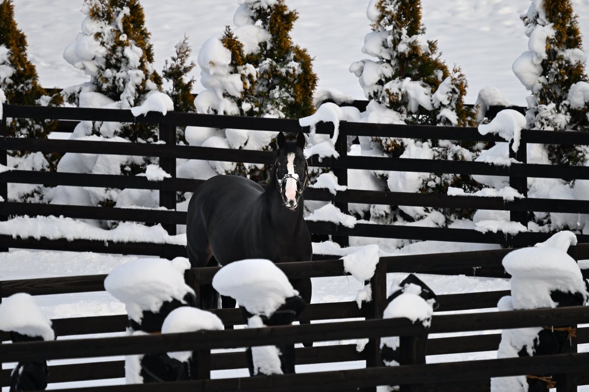 冷やしエクレア始めました。