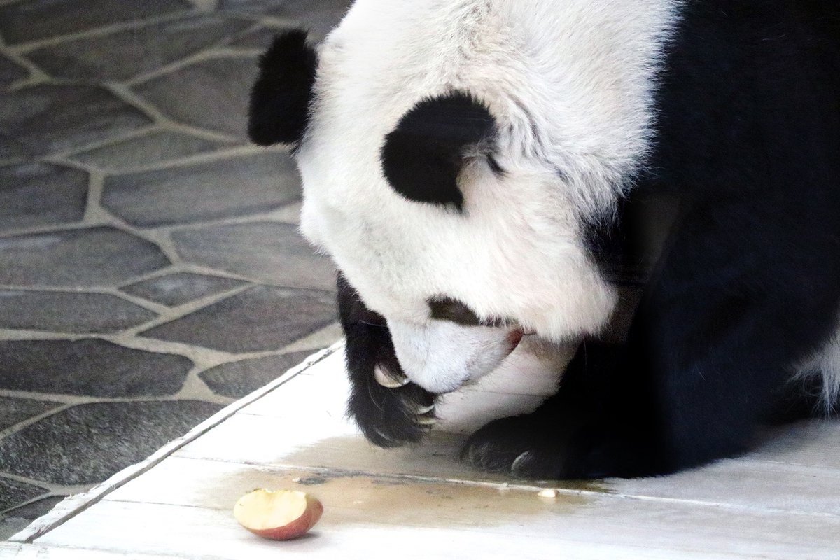 🐼🌻 (@beaatantan) / Posts / X