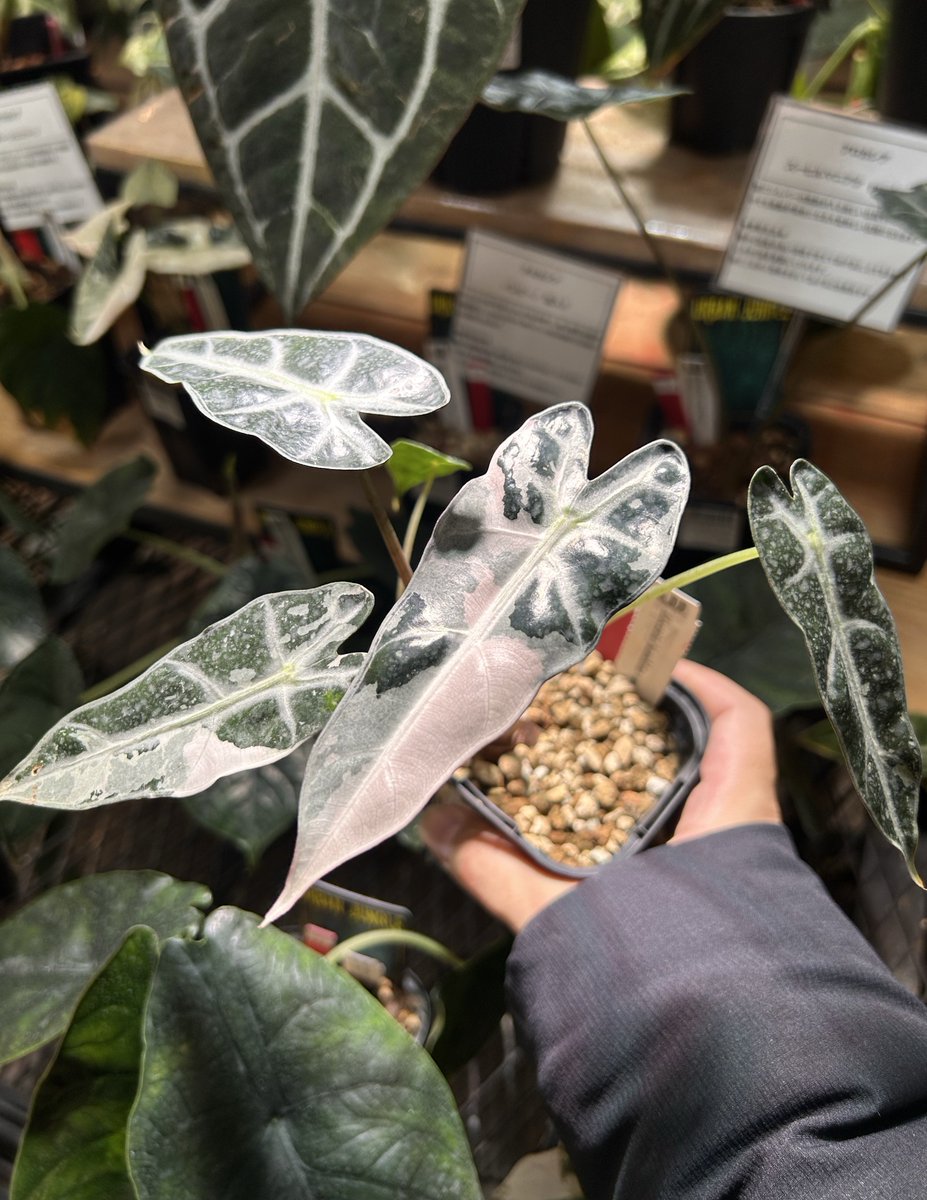 ꙰ かずぴょん🐰💗 ꙰ (@king41310146) / Posts / X