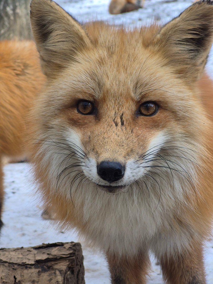 宮城蔵王キツネ村(公式)🦊 (@kon_fox_village) / Posts / X