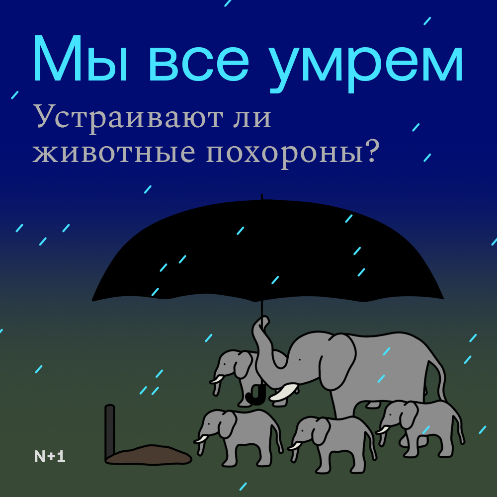 Рассказываем о похоронной ритуализации у животных и о том, почему осознание смерти может оказаться не бинарной системой, а непрерывным спектром с размытыми границами

nplus1.ru/material/2025/…