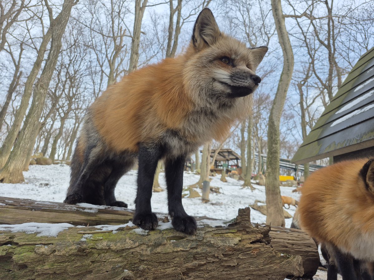 宮城蔵王キツネ村(公式)🦊 (@kon_fox_village) / Posts / X