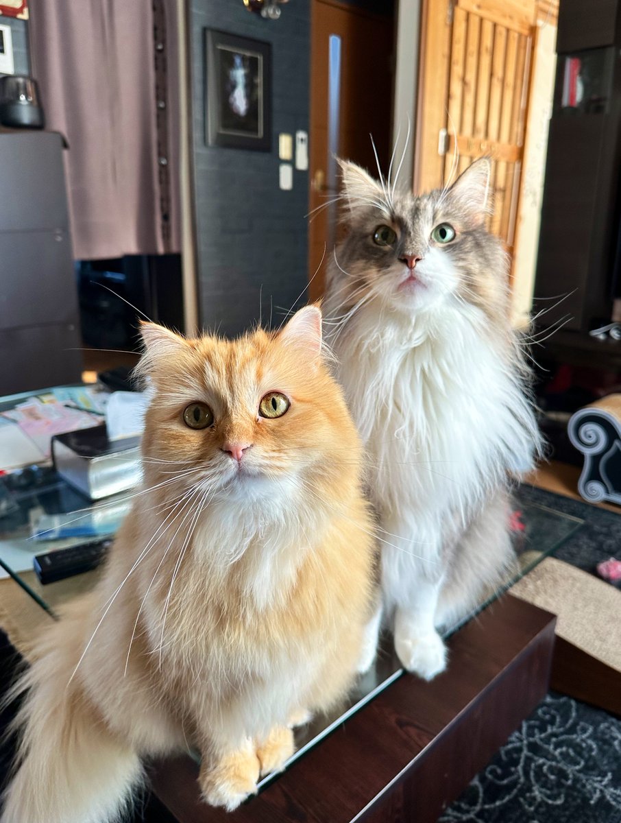 ネコランド (@NEKOLAND13) / Posts / X