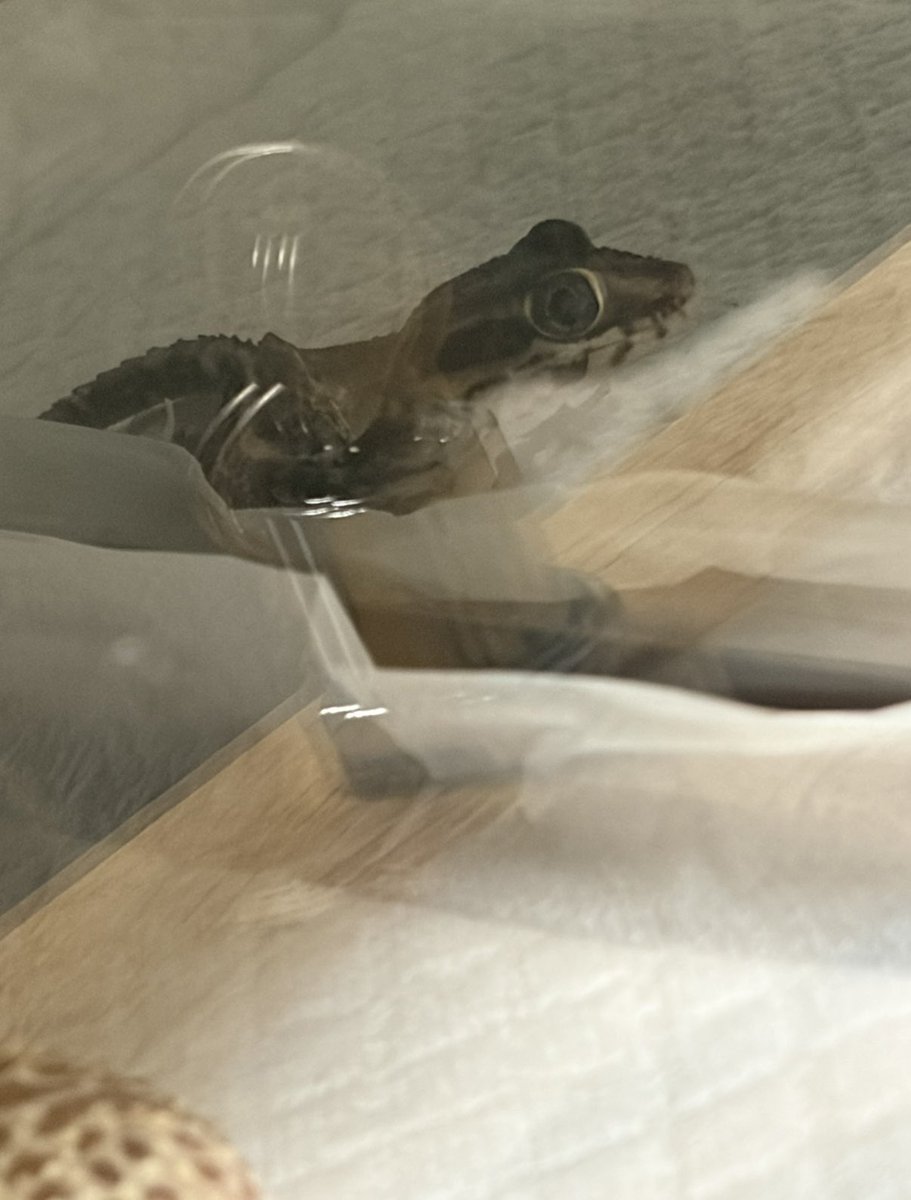 ありがとうサクラ