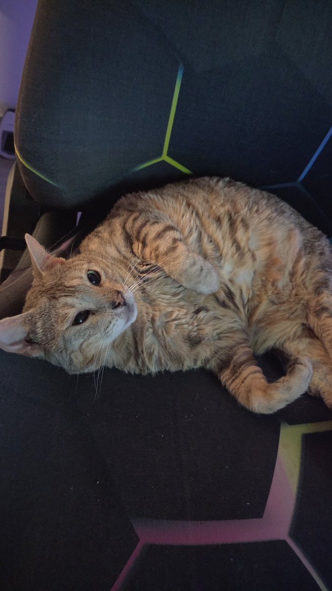 In case yall were wondering who lurks your streams when I step away from the PC 🤭🤭 Tupac Shapurr aka Pac 😎 

#twitch #streamers #SupportSmallStreamers