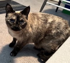 PeterAskin1's tweet image. Via BC SPCA #DuncanBC #Canada
There is something about Miss Izzy 
that has me in a tizzy!
This tortie really wants a home
&amp;amp; helped me write this poem!
She's in foster &amp;amp; can be yours in a wink!
&amp;amp; to adopt just go to the link!
*Pledges not required
☺️👏👍😺💞…