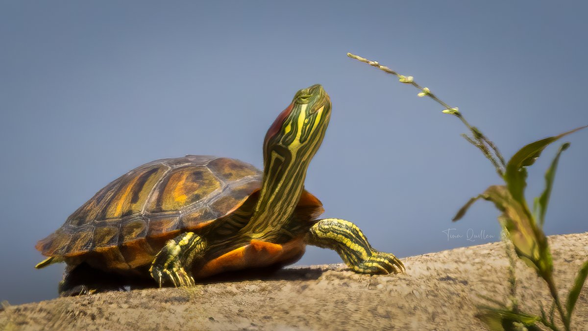 aHeartSoFull's tweet image. Love them or hate them...
Today's Photography Challenge is: "REPTILES"

QP or Repost your favorite image of a reptile.

#reptiles #turtle #frog #lizard