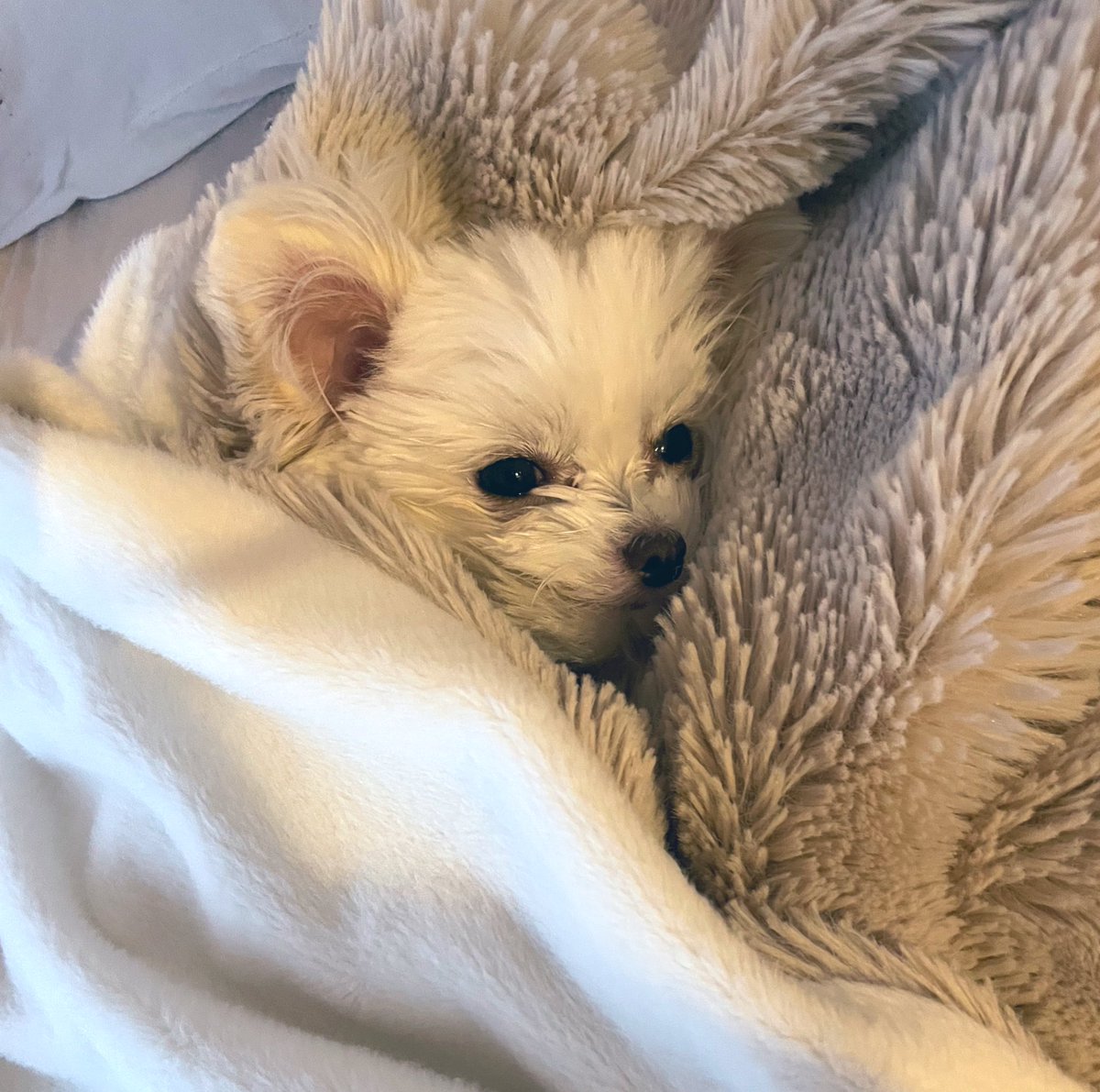 うさぎとわんこ (@usa1030wan0429) / Posts / X