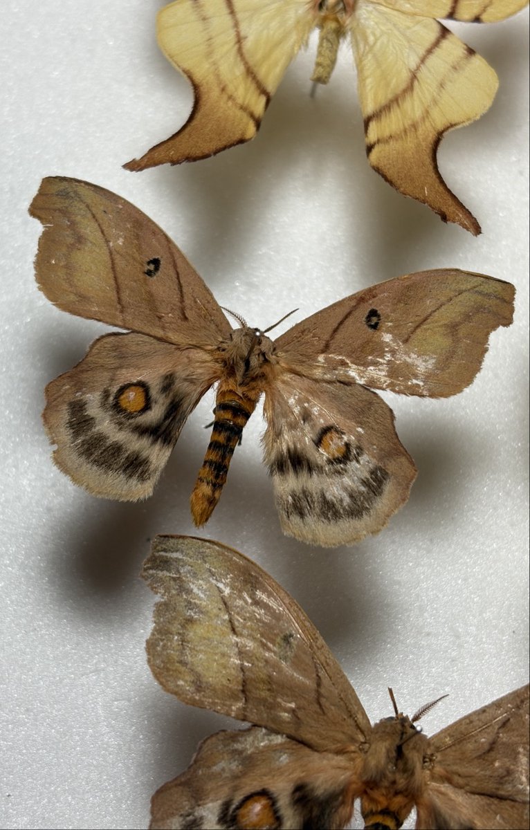 M0 (@mom0mom0mom0m00) / Posts / X