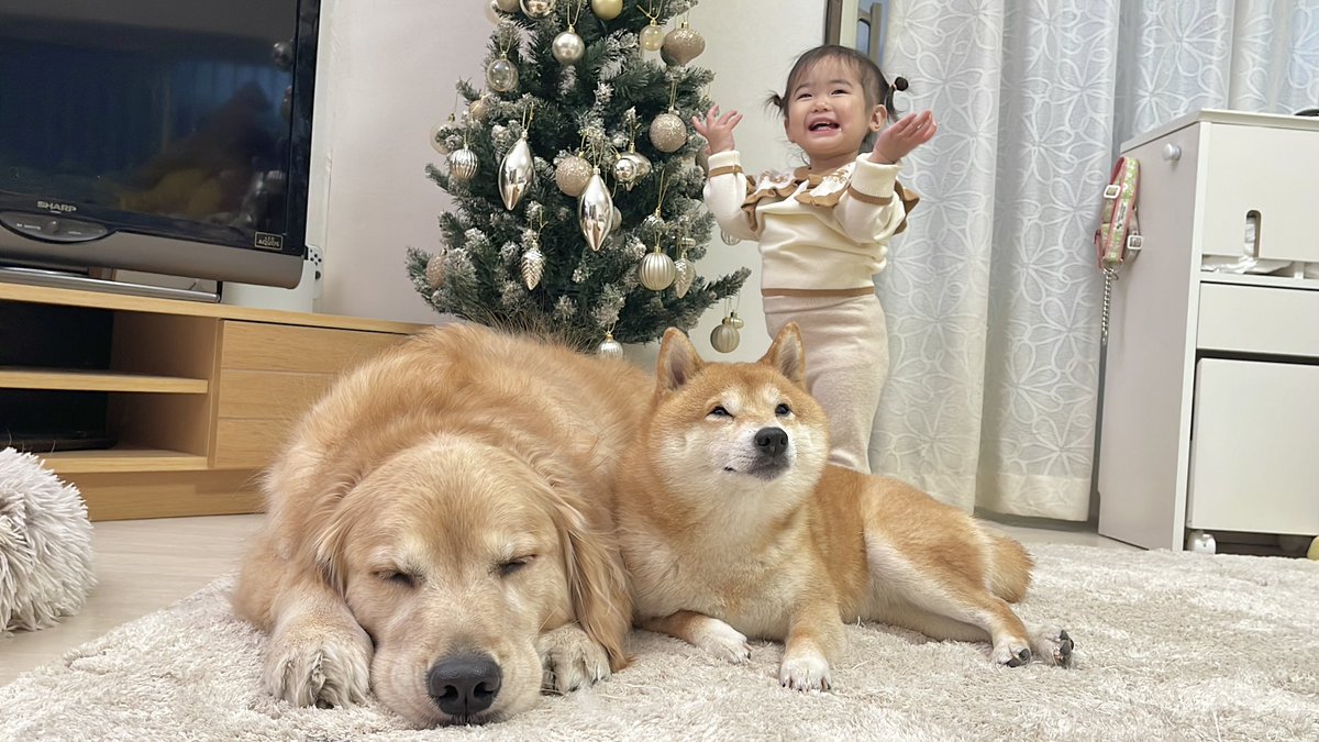 uni_okara0725's tweet photo. クリスマスツリーを大好きなキラキラにする一歳児とそれを見守る豆柴とゴールデンレトリバー
https://t.co/nJLLAttFcJ https://t.co/SpVsSwuG1B