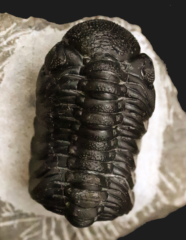 モロッコ産高品位三葉虫シリーズ！「完璧」な保存状態を誇る、ペディノ