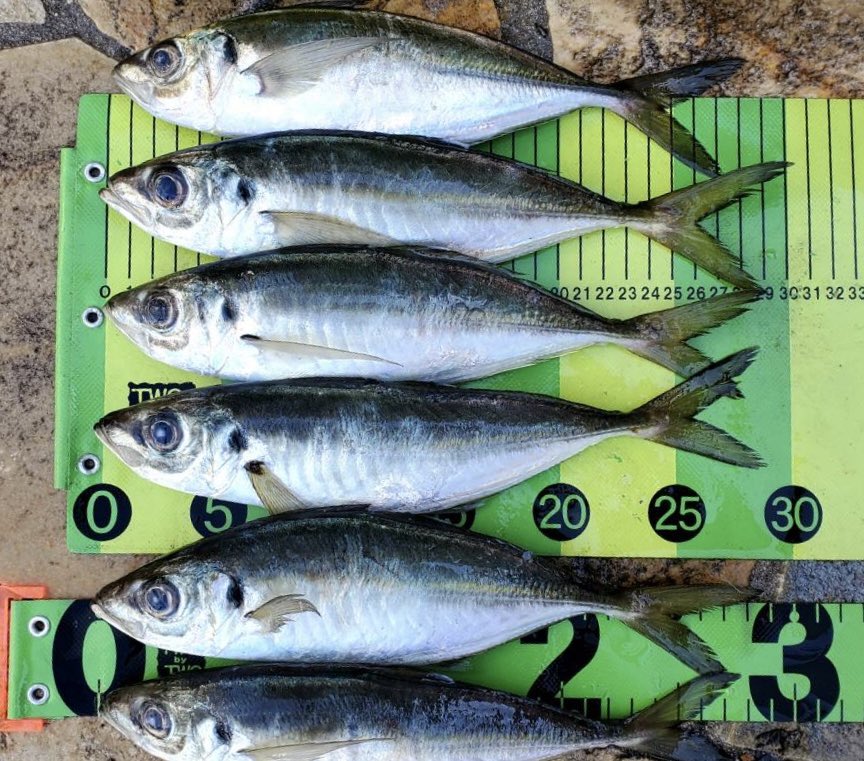 twobytwo_sp's tweet image. ⸻

【釣果報告】
本日も好釣果が届きました。

アベレージ28cm、尺アジ確認。
大アジ狙いでは
バーチカルラッキーの強さが際立つ結果に。

本日のヒットカラーは
2.5インチ／ホワイト微グロー。
潮馴染みと視認性のバランスが良く、
良型アジが高反応‼️
是非お試しください

twobytwo.shopselect.net