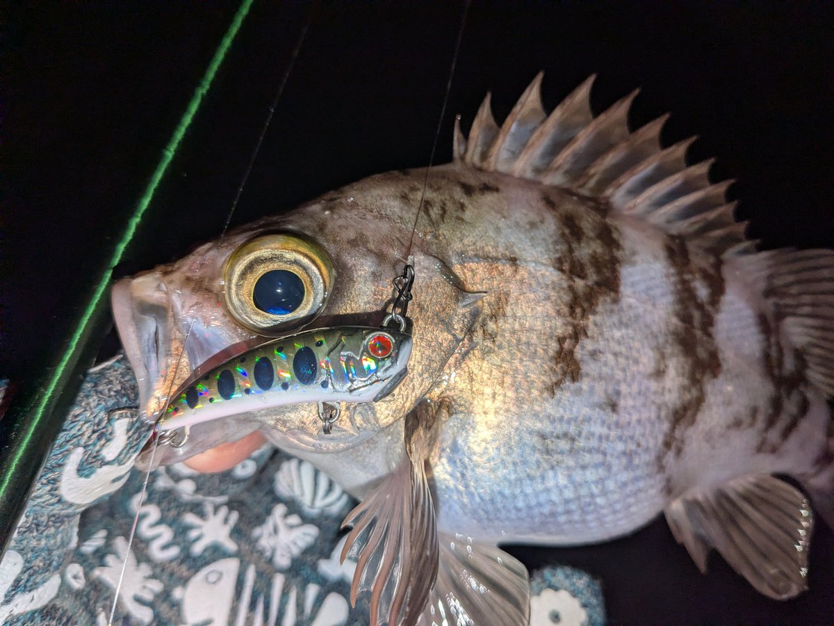 チキュー (@chikyu523) / Posts / X