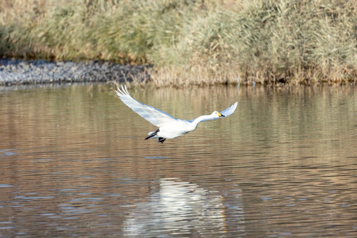 さんちゃん さんちゃん (@win461102) / Posts / X