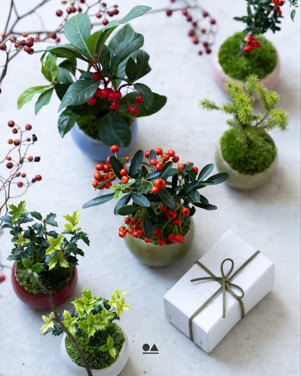 石木花|sekibokka (@sekibokka) / Posts / X