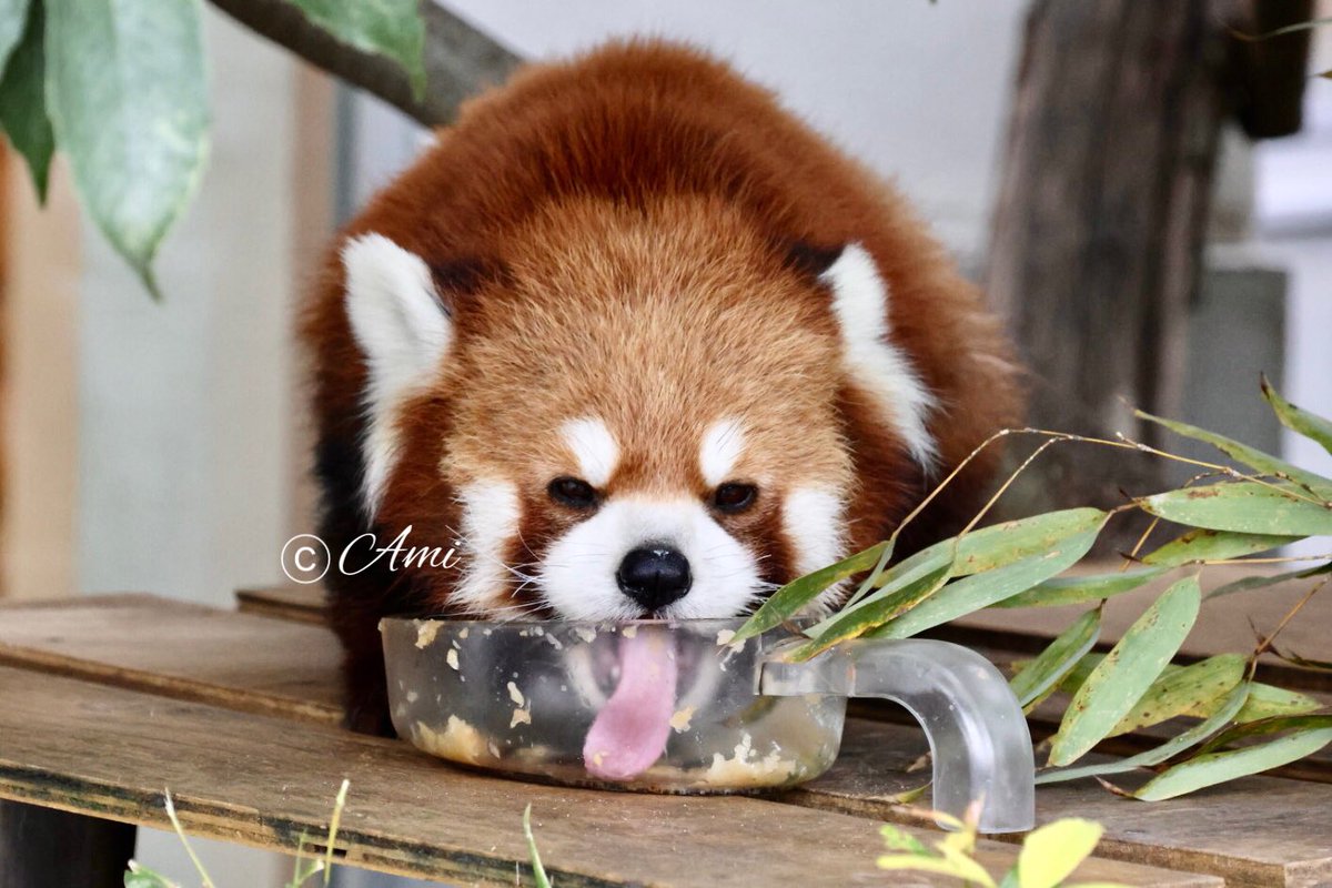 ぺろぺろんっと長い舌で舐めとります🍎（12/13） #徳山動物園 #周南市