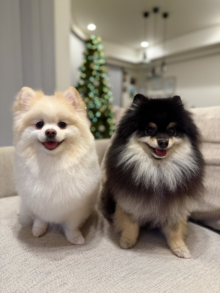 【ポメラニアン クロ】 チャピシト🧸🍋ポメラニアン (@chappy_1005) / Posts / X