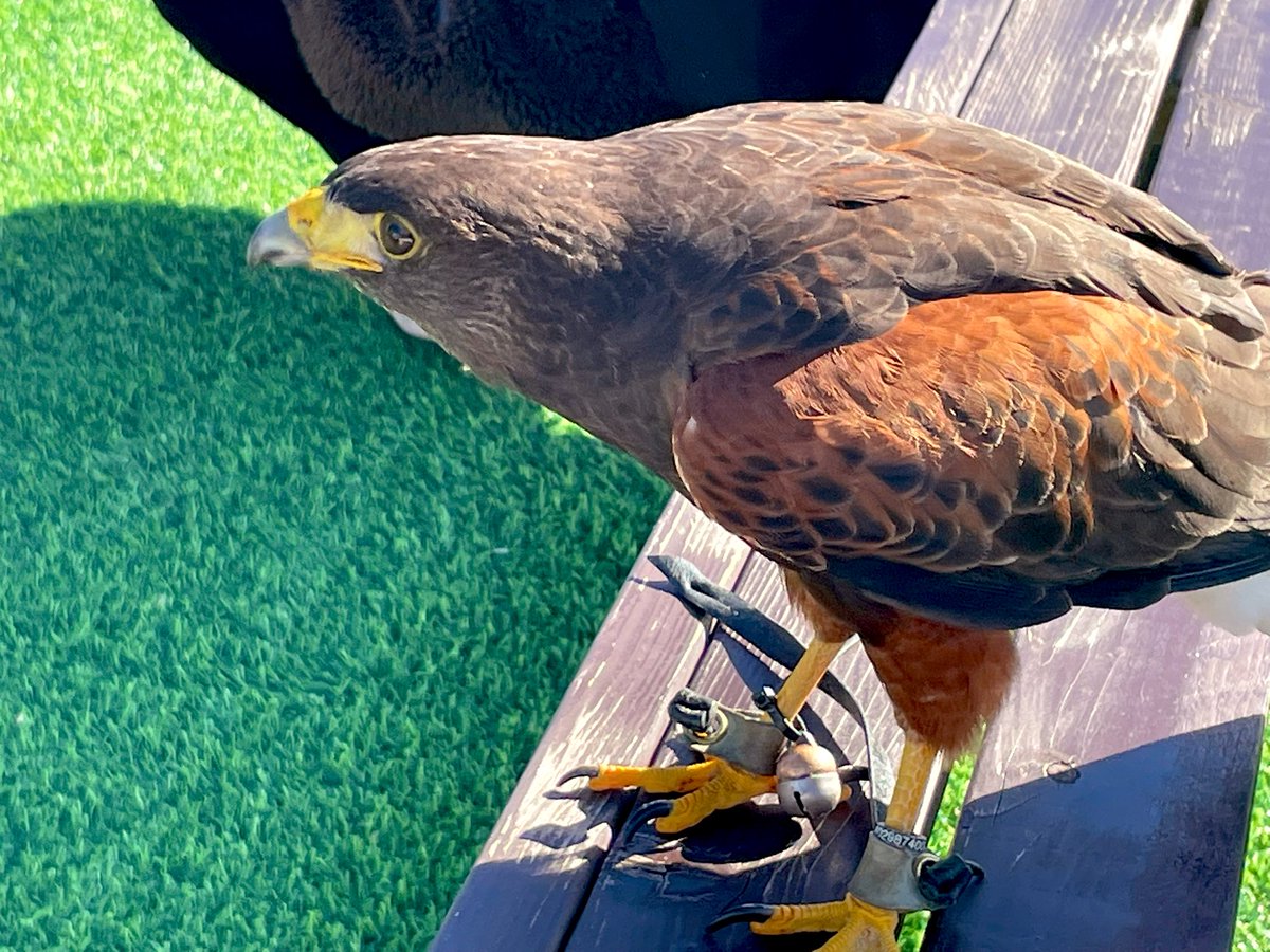 keroooon17's tweet photo. ハリスホークに会ってきた！かんわいい🦅 https://t.co/ueAZmdBfPk