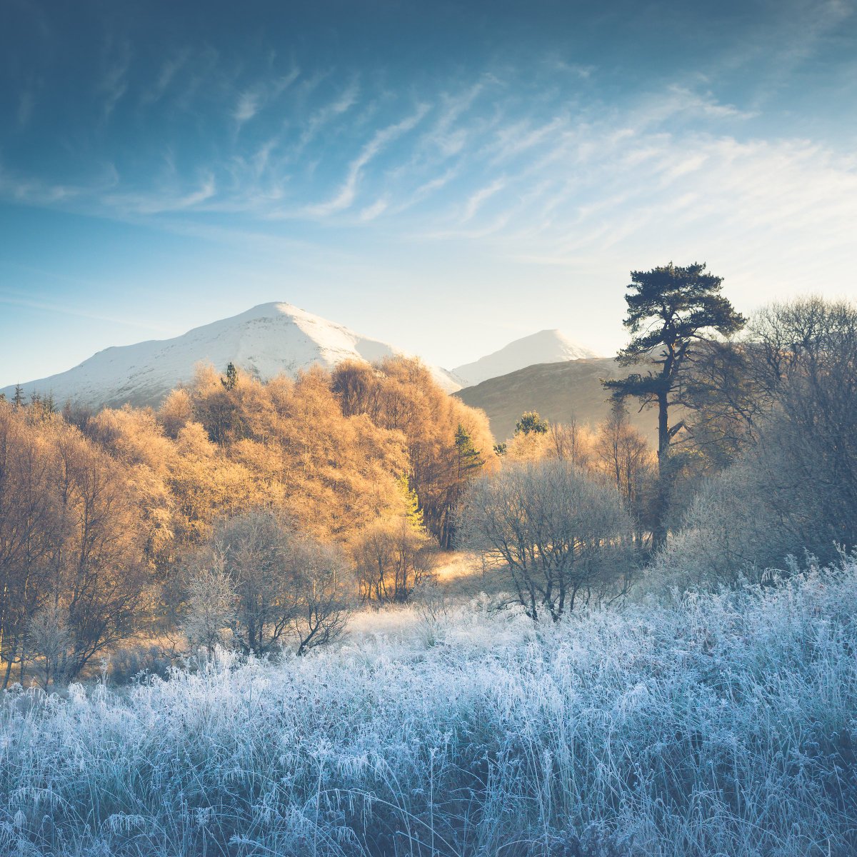 Damian Shields tweet media