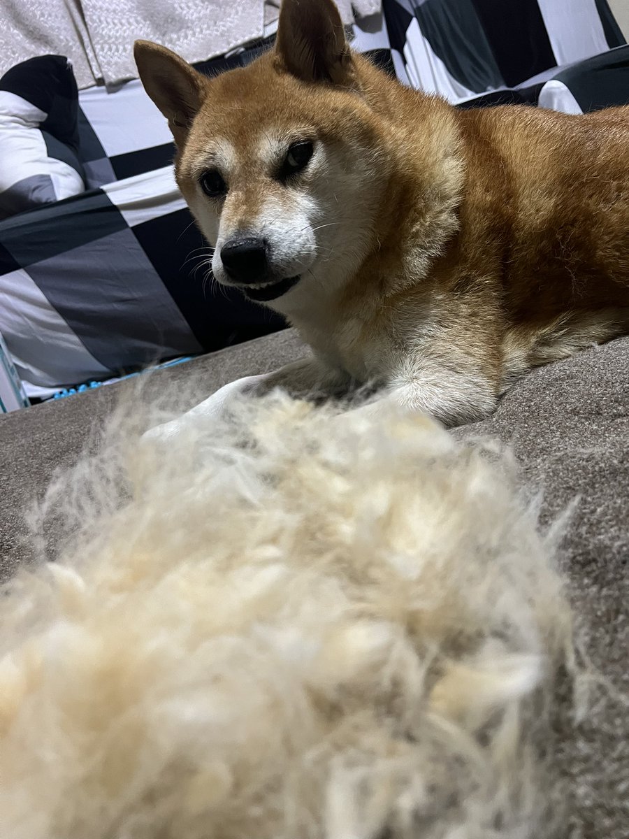 しば犬です。私の汗と涙が染み付いています。 冬目前に夏毛に変わる柴犬かな (訳:室内で飼っている柴犬は、夏は