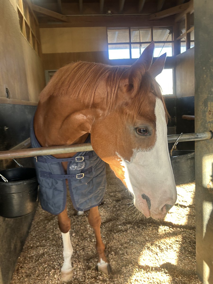 阪神ＪＦに出走する可愛すぎるフロムレイブン。 顔の模様がチャームポイントです。
#坂口智康厩舎 
#とにかく可愛い
#タワーオブロンドン産駒
#いとこにキセキと 
#ビッグリボン