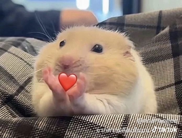 tanont916's tweet image. อาวววเลื่องงง สนุกมากครับวันนี้ เดินทางปลอดภัย เจอกันใหม่ครับทุกคน
#นั่งเล่น9xนนท์ธนนท์