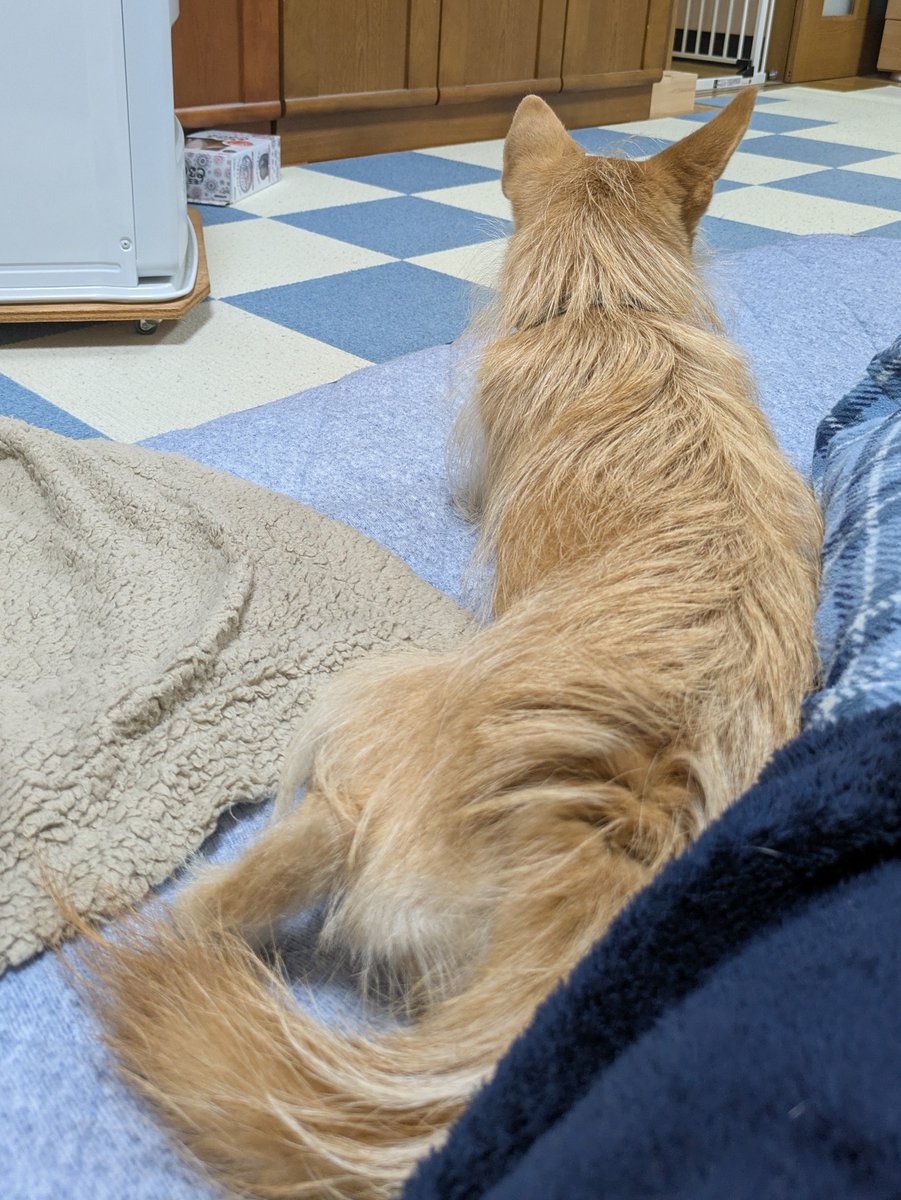 犬ちゃん (@dogchan1010) / Posts / X