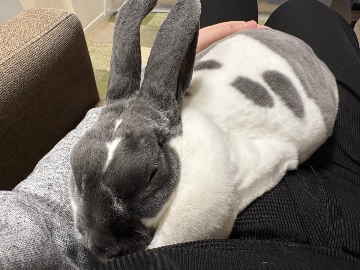 utmnk_pyp's tweet photo. 今日も湯たんぽちゃんしてくれてます🐰♨️ https://t.co/nPzJwt7Sot