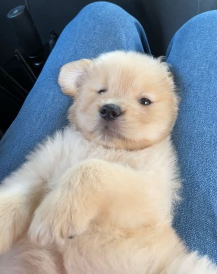 dogssaveworld's tweet photo. https://t.co/IMKztFs3yV