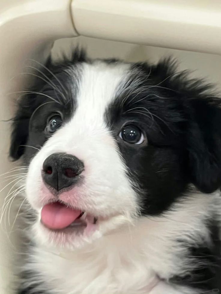 dogssaveworld's tweet image. 