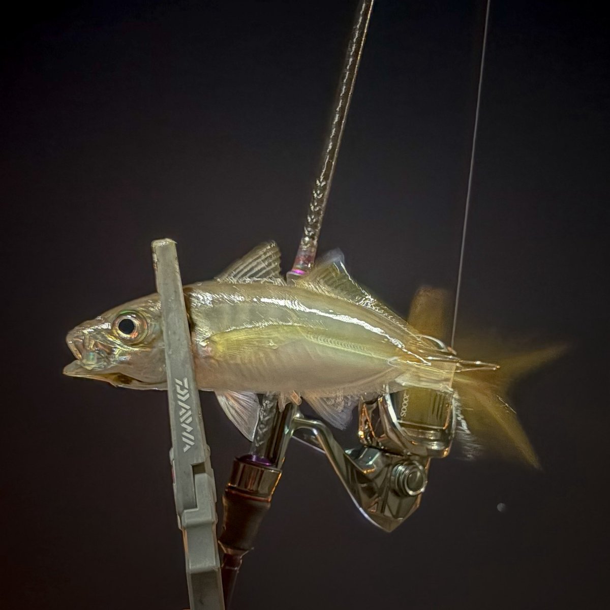 ぴんちゃん ひちゃん🐥 | 目が合った人はいいね必須👀🌱😂 何枚目が1番好きかな