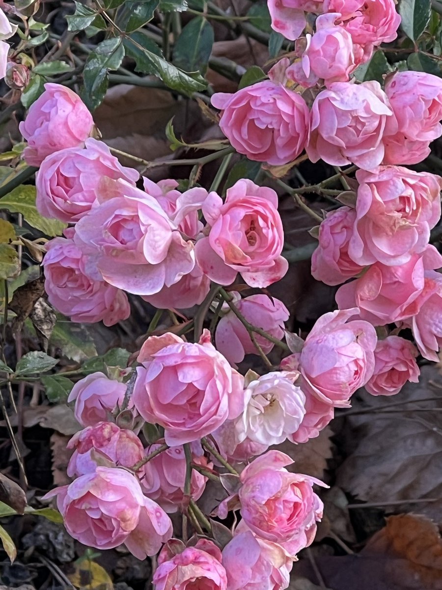 Elena9837026103's tweet image. #Gnomes preparing for Christmas and roses still believing in summer…  
I’ve learned that Italian winter doesn’t choose one mood, it keeps them all)) Would you call that chaos or harmony?🤔 
#Italy #Umbria #WeekendVibes #WalkingStreet
