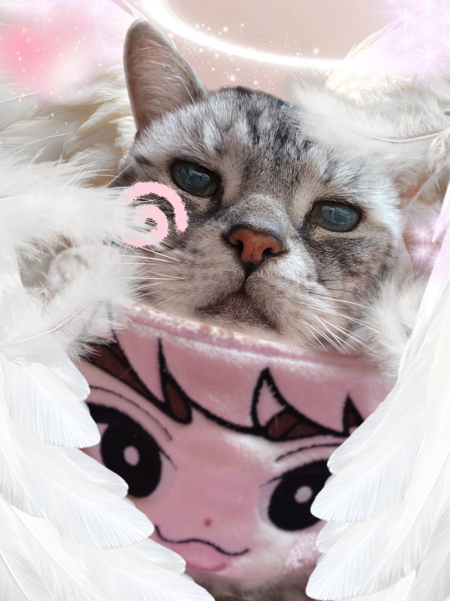 日テレのぉ偉いさま！ ボクたちからも ぉ願ぃしまぁすっ(ᯫ᳐ฅ´꒳`ᯫ᳐