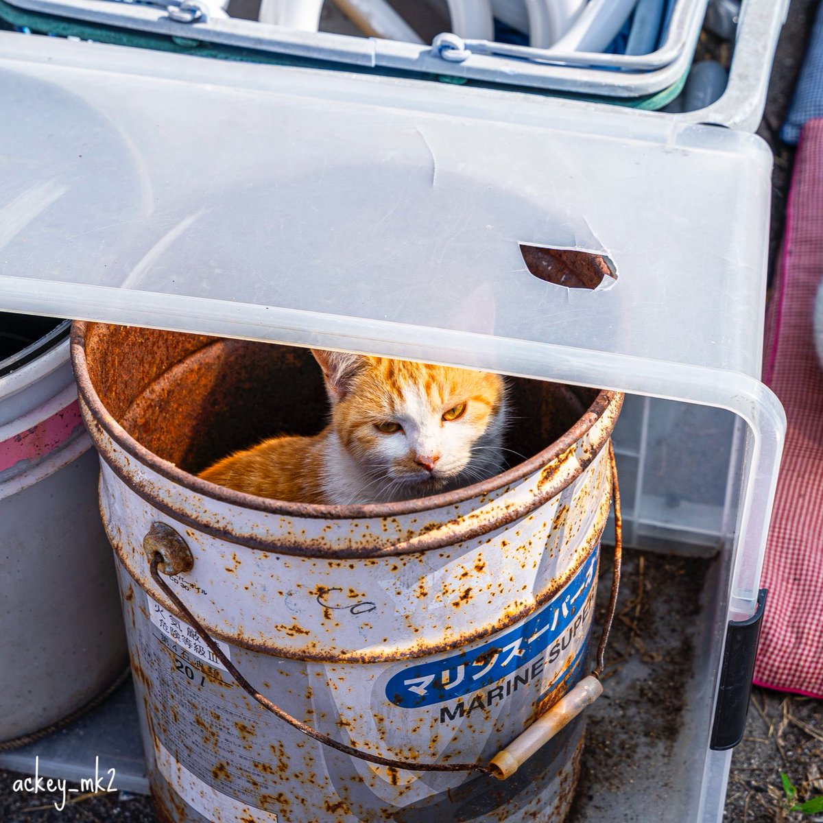 あっきー (@ackey_mk2) / Posts / X