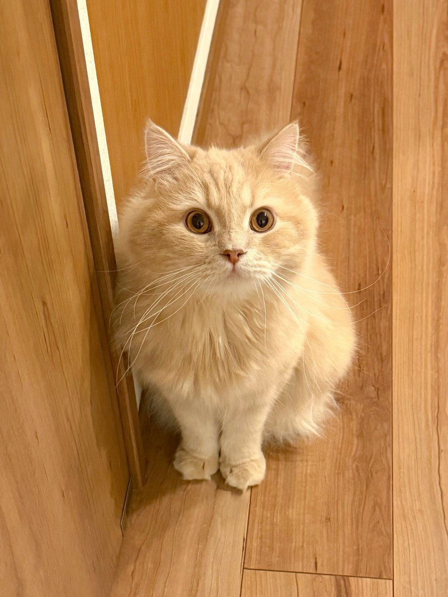 いいえ 猫です
