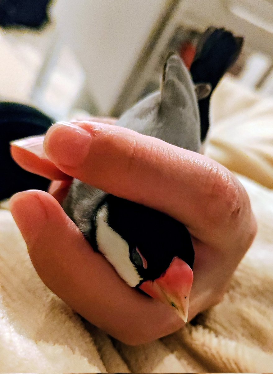 chilipepperbird's tweet photo. この握られ方のマイブームが長く続いてるみたいなんだけどクセ強すぎん？頭カキカキはしやすいけど… https://t.co/vmeijXxcFu
