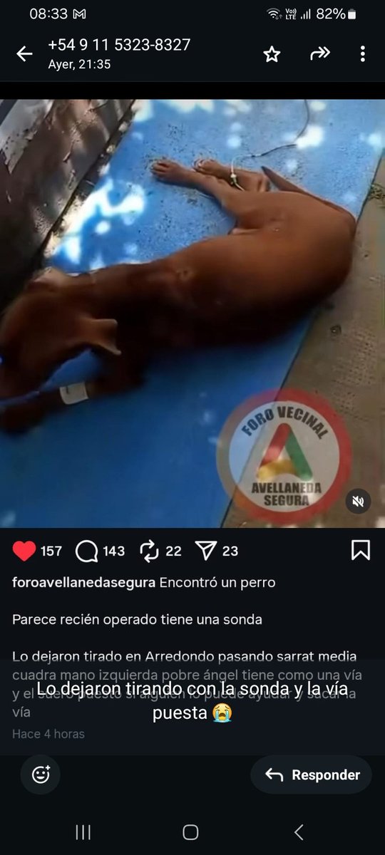 AYUDA URGENTE PARA ESTE PERRITO ABANDONADO CON SONDA.
<a href="/AlmasDeLaCalle/">Almas De La Calle</a> 
<a href="/luciafolini/">Ana Lucia Folini</a> 
<a href="/polaco_adrian/">Adrián Kolszyc</a> 
<a href="/protegealanimal/">PROTECCION ANIMAL - ARGENTINA</a> 
<a href="/ComoNoAdorarlos/">Como No Adorarlos</a> 
<a href="/MarianoOses/">Mariano Osés Martelli</a> 
<a href="/tari12345/">maxima alcararaz</a> 
<a href="/AbrilGo93588411/">Abril Gomez</a> 
<a href="/peludospeques3/">pequeños peludos argentina ok</a> 
<a href="/Atenea34921155/">callejeritos Buenos Aires 🐾🐩🐈🌈🌈</a> 
<a href="/grace_luca/">grace De Luca</a> 
<a href="/SilvanaGiudici/">Silvana Giudici</a> 
<a href="/Bichuok1/">Bichu ok🐶🐱🌷🍀☀️(ex Sandri ok)</a> 
<a href="/patripveron/">pato veron</a> 
<a href="/Debbuc2/">Debbuc</a>