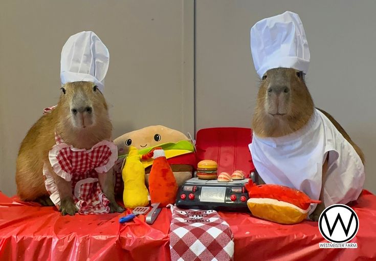 카피바라 아카이브 tweet media