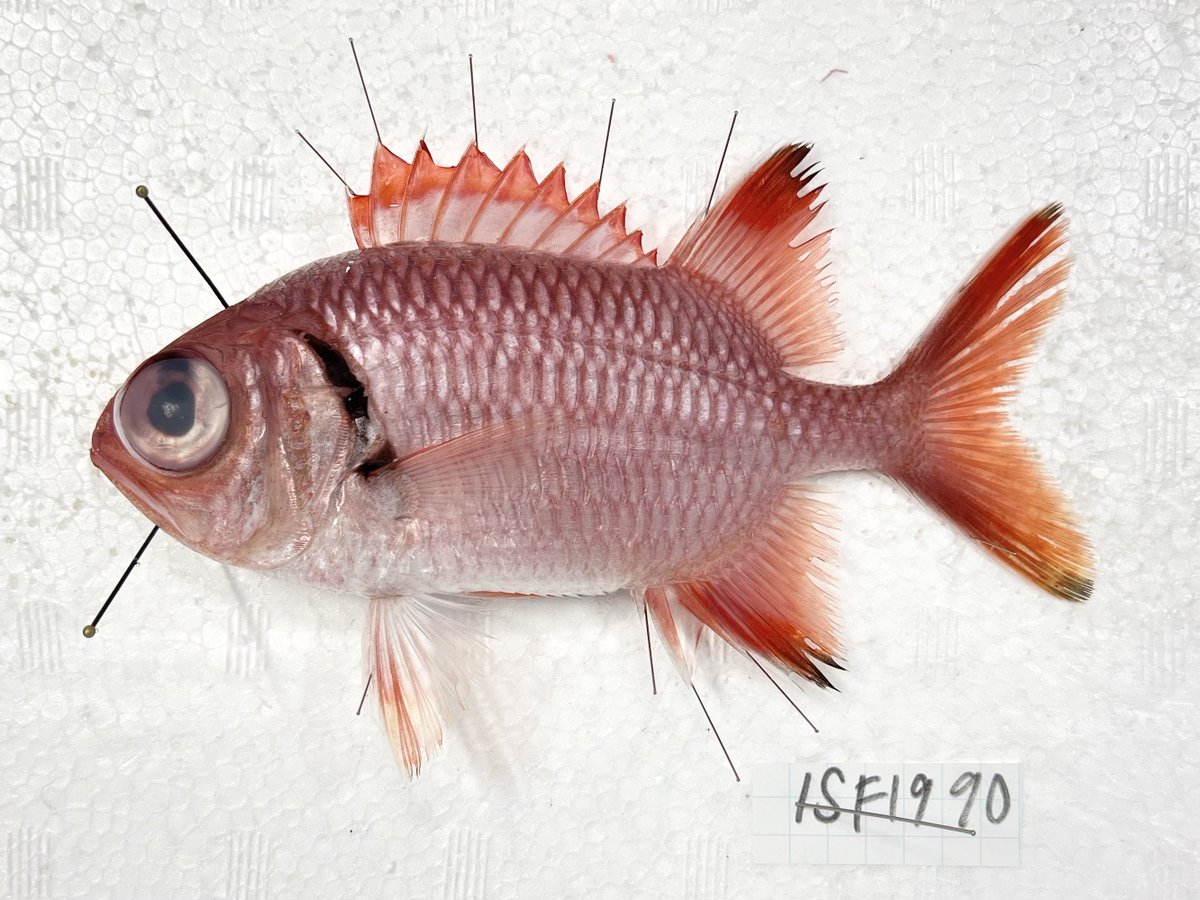 あこう鯛と動脈。'25💜🍬🗼 (@scienceheart0) / Posts / X