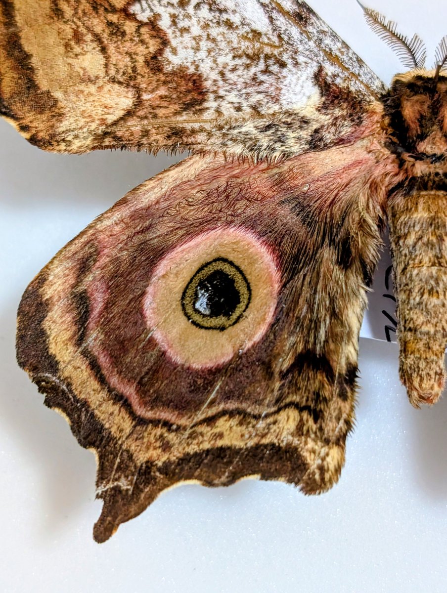 M0 (@mom0mom0mom0m00) / Posts / X