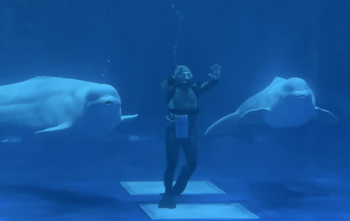 水族館行ってきた！ 白イルカショーすごい良かったー！ ダイバーさん